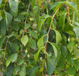 Styrax japonicus 'Fragrant Fountain'