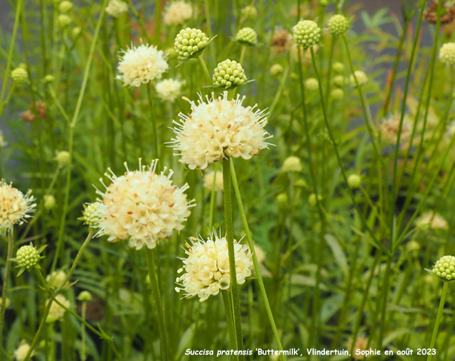 Succisa pratensis 'Buttermilk'