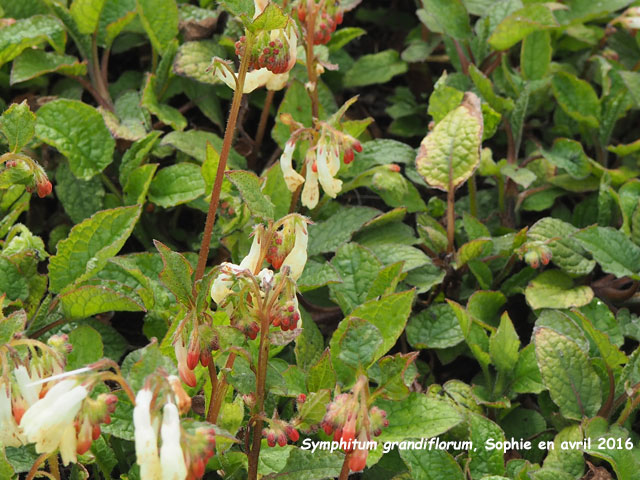 Symphytum grandiflorum