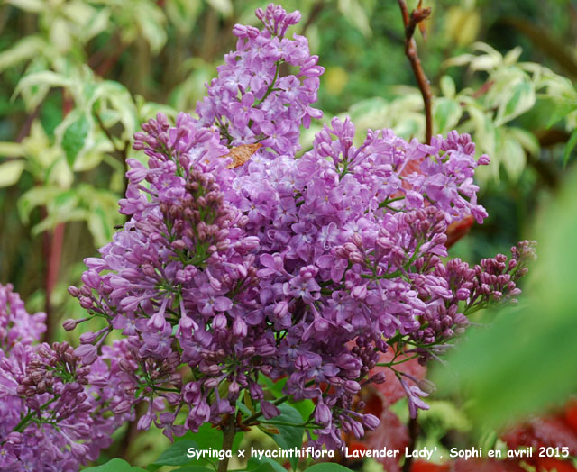 Syringa x hyacinthiflora 'Lavender Lady'