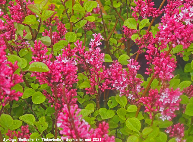 Syringa 'Bailbelle'