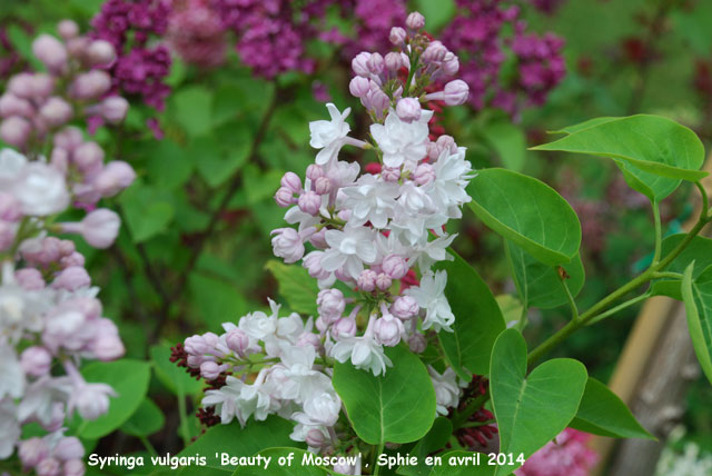 Syringa vulgaris 'Beauty of Moscow'