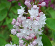 Syringa vulgaris 'Beauty of Moscow'