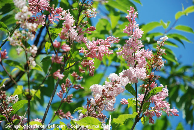 Syringa x josiflexa 'Bellicent'