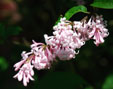 Syringa x josiflexa 'Bellicent'