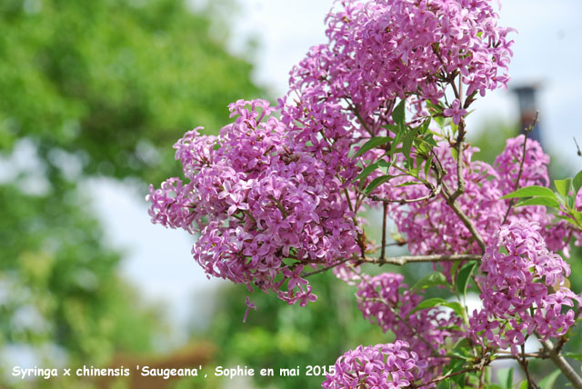 Syringa x chinensis 'Suageana'