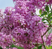 Syringa vulgaris 'Saugeana'