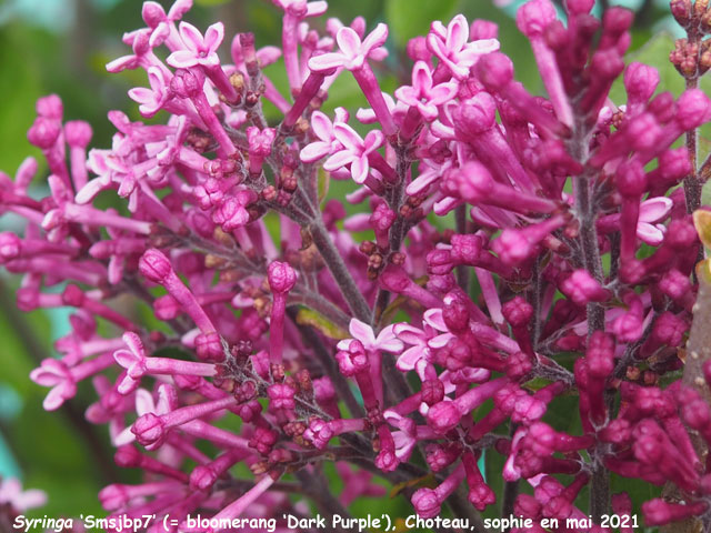 Syringa 'Dark Purple'