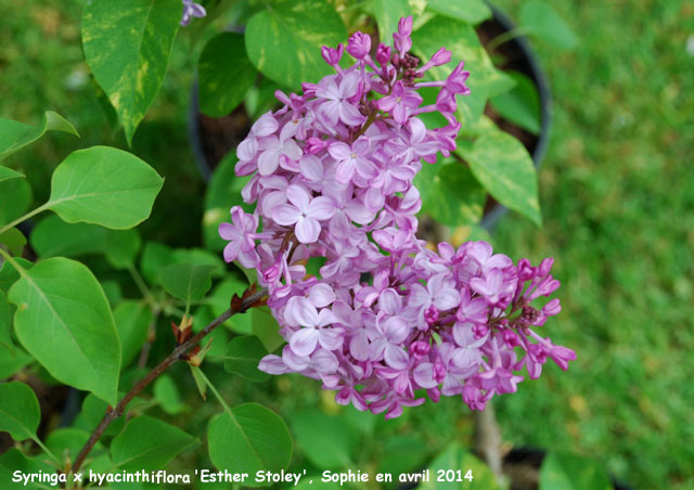 Syringa x hyacinthiflora 'Esther Stoley'