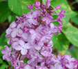 Syringa x hyacnthiflora 'Esther Stoley