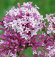 Syringa 'Josée'