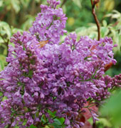 Syringa x josiflexa 'Bellicent'