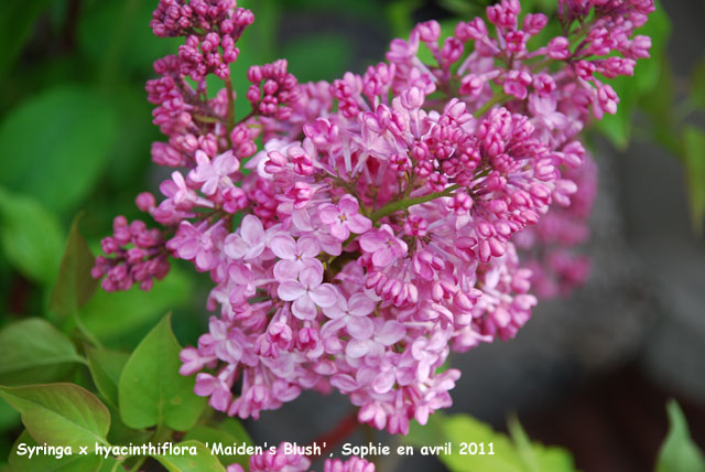 Syringa x hyacinthiflora 'Maiden's Blush'