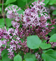 Syringa meyeri 'Palibin'