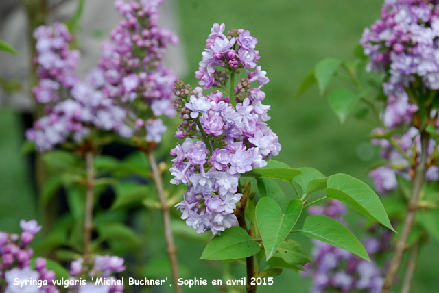 Syringa vulgaris 'Michel Buchner'