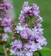 Syringa vulgaris  'Michel Buchner'