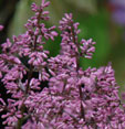 Syringa patula subsp. 'Miss Kim'