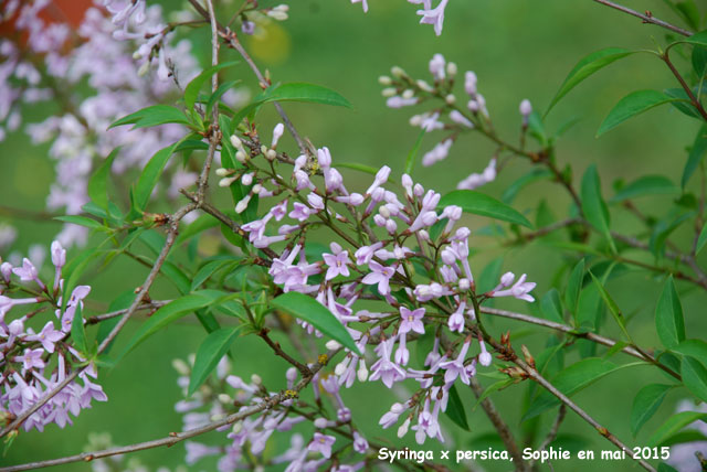 Syringa x persica