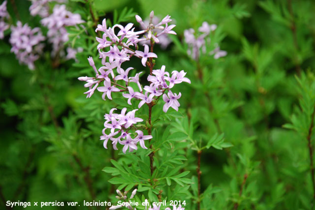 Syringa x persica 'Laciniata'