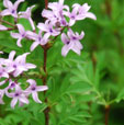 Syringa x persica var. laciniata