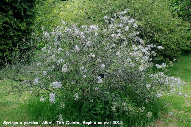 Syringa x persica 'Alba'