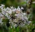 Syringa x persica 'Alba'