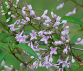 Syringa x persica