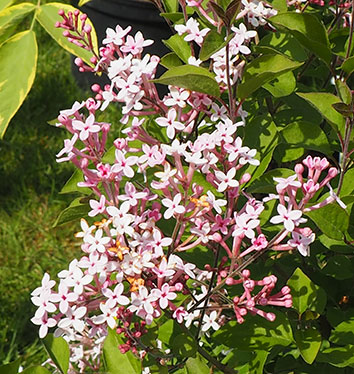 Syringa 'Pink Perfume'