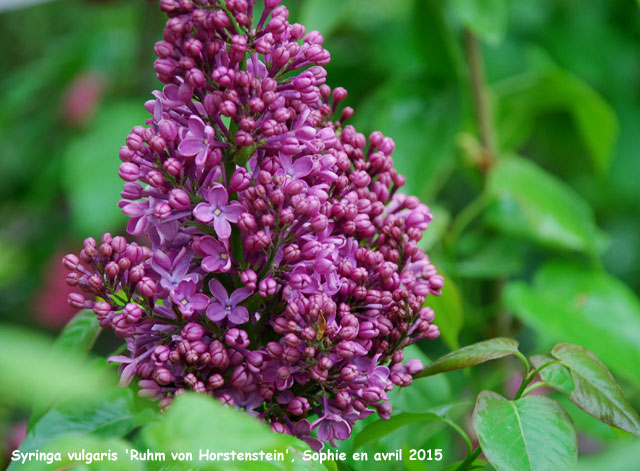 Syringa vulgaris 'Ruhm Von Horstenstein'