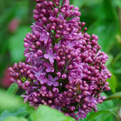 Syringa vulgaris 'Ruhm von Horstenstein'