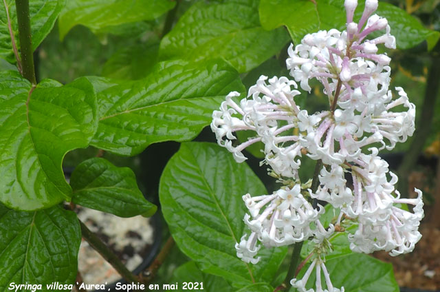 Syringa villosa 'Aurea'