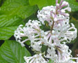 Syringa villosa 'Aurea'