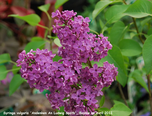 Syringa vulgaris 'Andenken an Ludwig Späth'