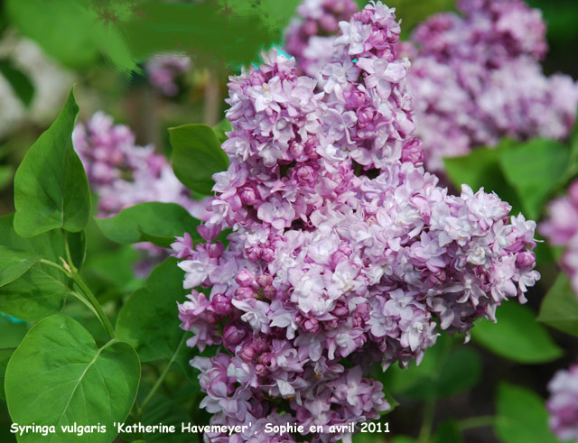 Syringa vulgaris 'Katherine  Havemeyer'