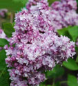 Syringa vulgaris  'Katherine Havemeyer'