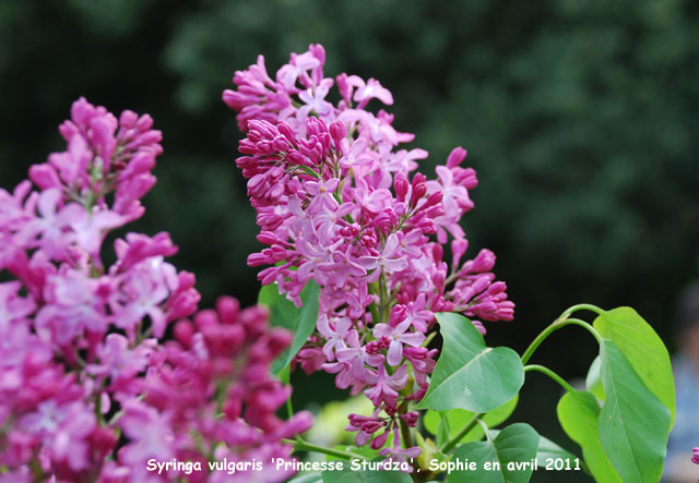 Syringa vulgaris 'Princesse Sturdza'