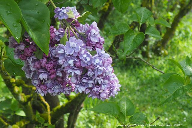 Syringa vulgaris 'Ami Schott'