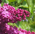 Syringa vulgaris 'Congo'