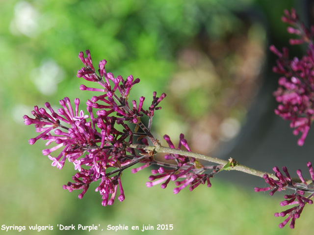 Syringa vulgaris 'Dark Purple'