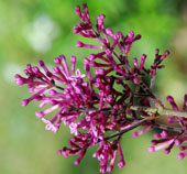 Syringa 'Smsjbp7'
