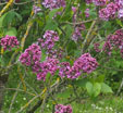 Syringa vulgaris 'Etna'