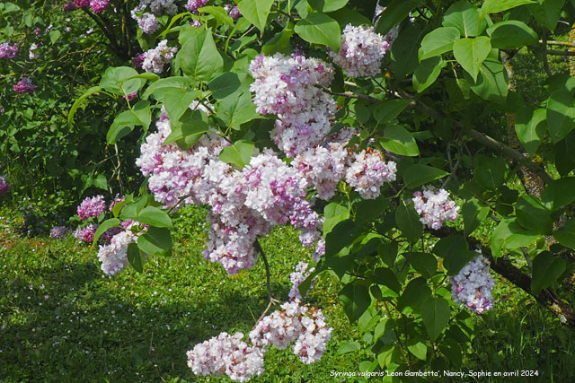 Syringa vulgaris 'Léon Gambettta'