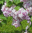 Syringa vulgaris 'Léon Gambetta'