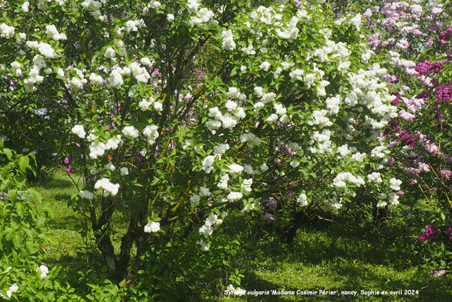 Syringa vulgaris 'Madame Casimir Périer'