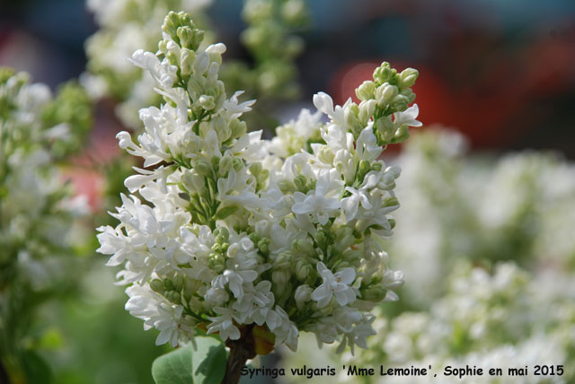 Syringa vulgaris 'Mme Lemoine'