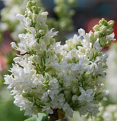 Syringa vulgaris 'Mme Lemoine'