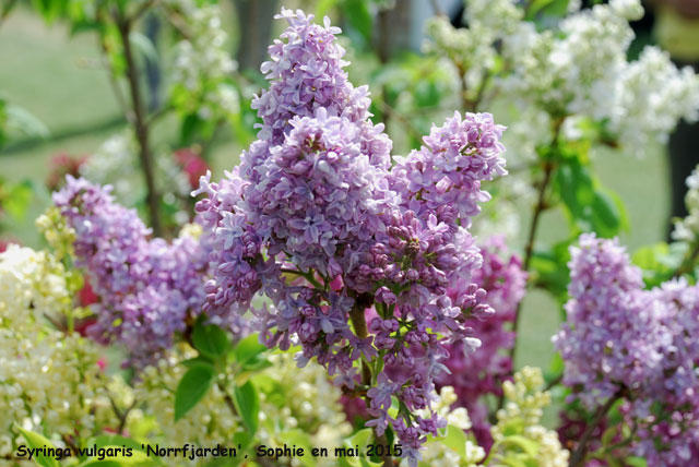 Syringa vulgaris 'Norrfjarden'