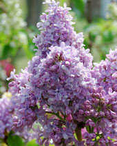 Syringa vulgaris 'Norrfjarden'