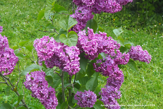 Syringa vulgaris 'Pasteur'