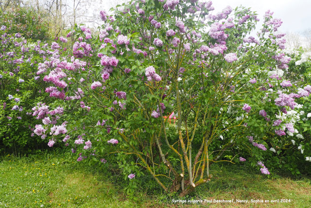 Syringa vulgaris 'Paul Deschanel'